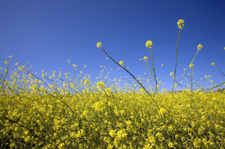 hayfever_pollen THUMB.jpg